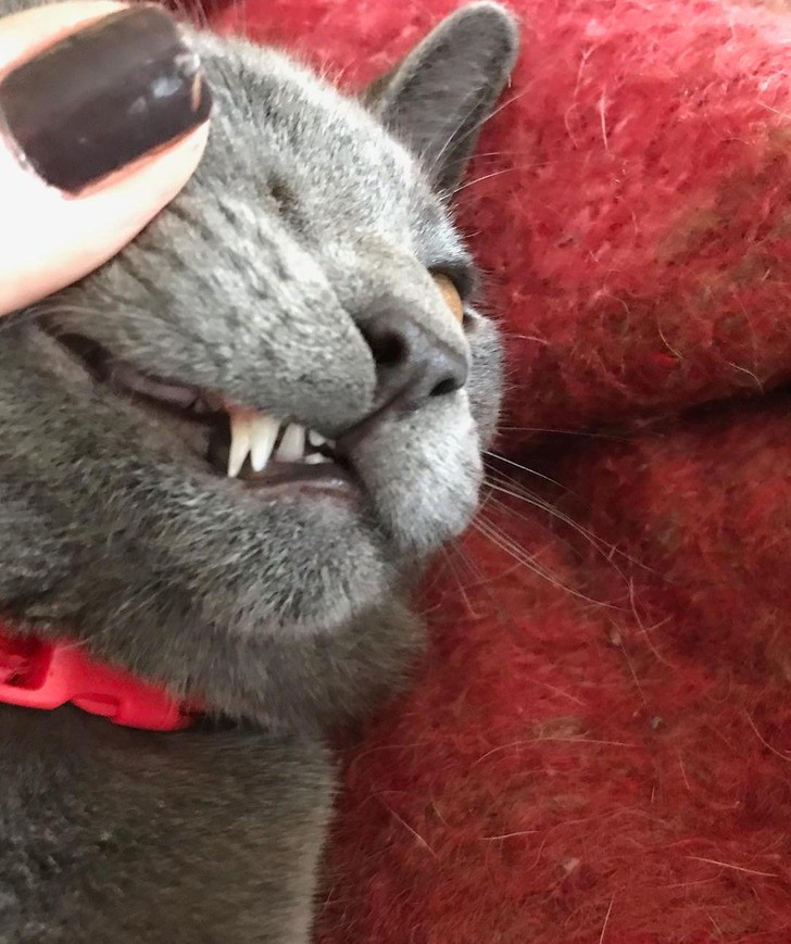 "Mój kot nie stracił zębów mlecznych i teraz ma podwójne kły."
