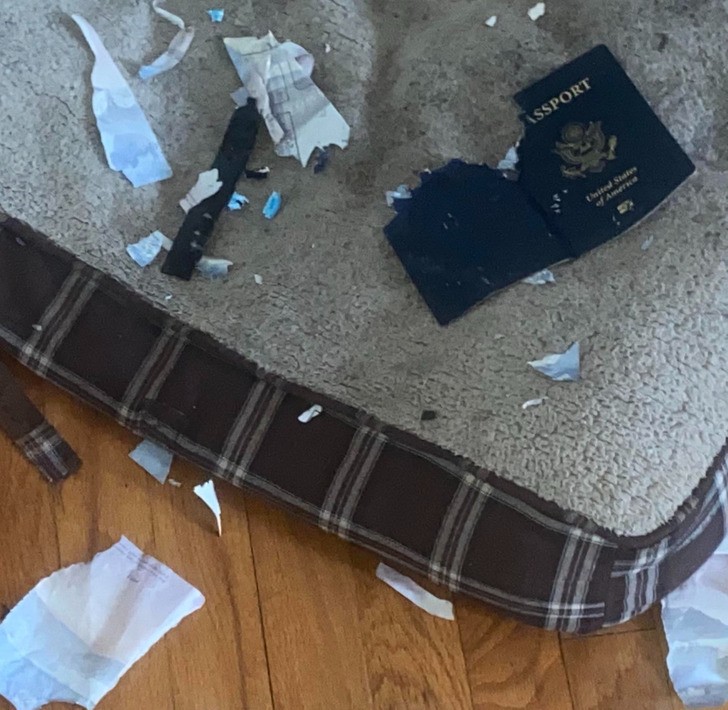 "Pies dobrał się do saszetki z paszportem właściciela dzień przed jego podróżą za granicę."
