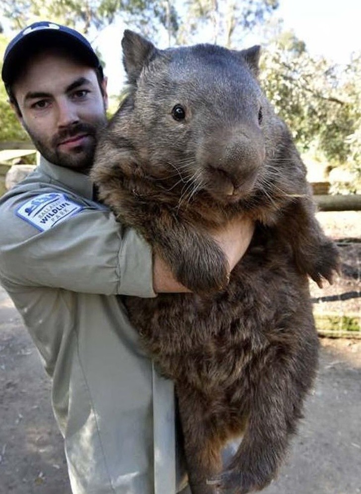 7. Największy wombat na świecie