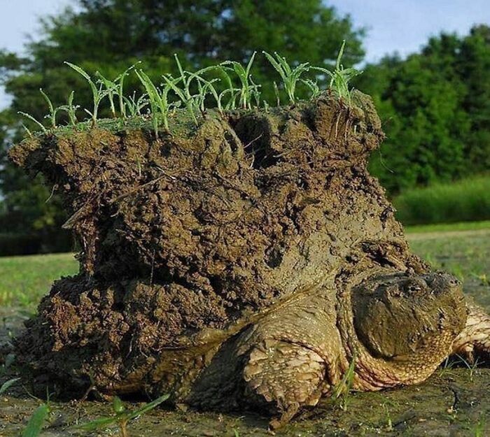 "Żółw wybudzający się z hibernacji"