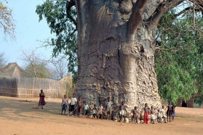 "Ten baobab ma 6 tysięcy lat."