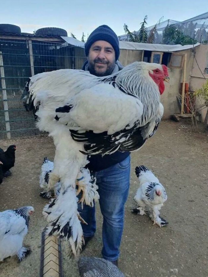 "Gigantyczny kurczak"