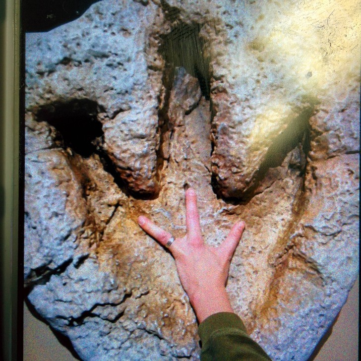 "Odcisk dinozaura vs. dłoń mojego nauczyciela. Ma tylko 3 palce, więc skorzystał z okazji, gdy był w muzeum."