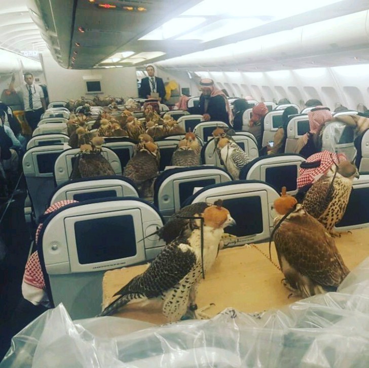 "Saudyjski książę kupił 80 miejsc w samolocie dla swoich 80 sokołów."