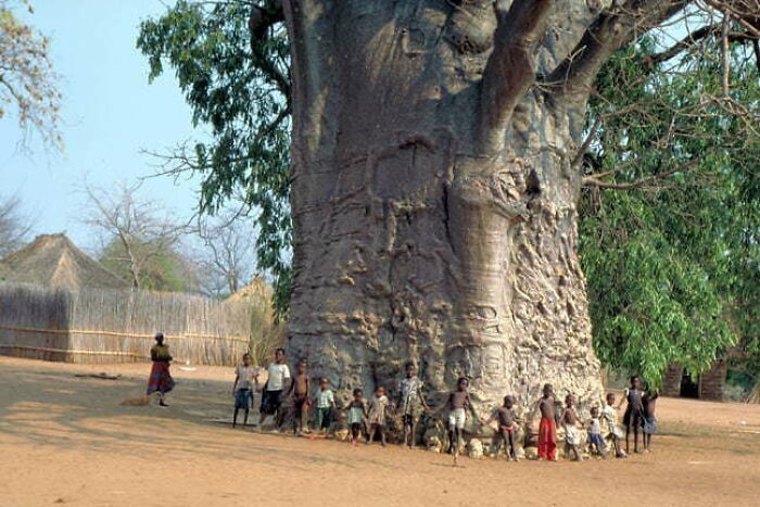 2. Ten baobab ma około 6 tysięcy lat.