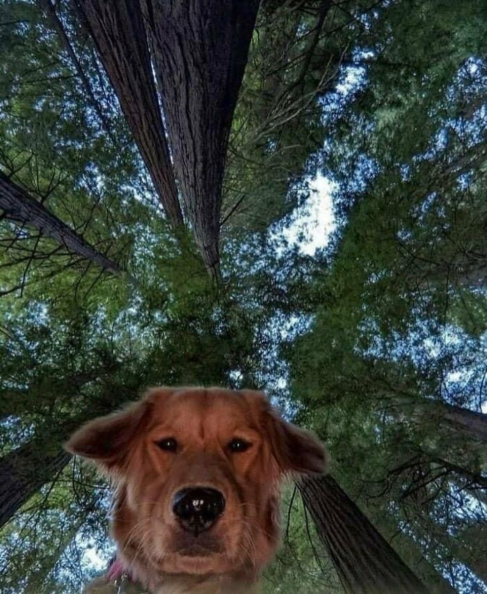 Takie tam selfie z lasu