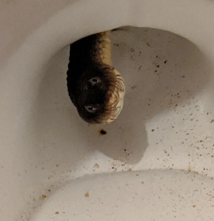 "Wygląda na to, że w mojej toalecie zamieszkał wąż."