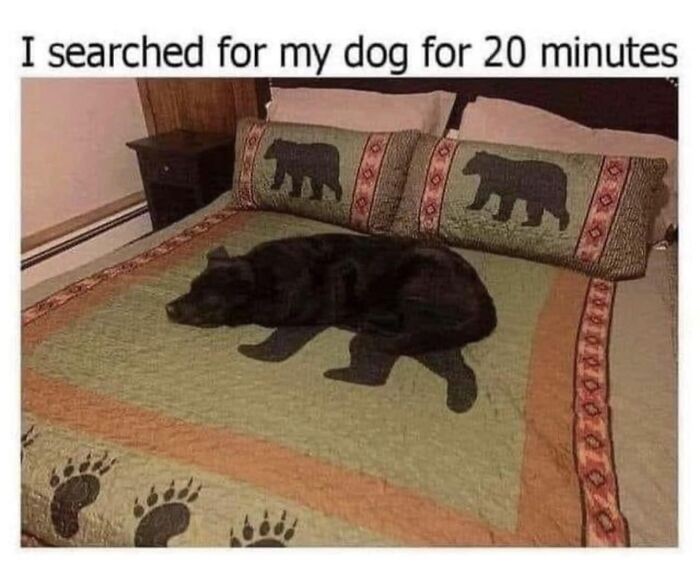 "Szukałam mojego psa przez 20 minut."