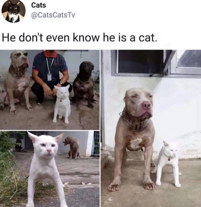 "On nawet nie wie, że jest kotem."
