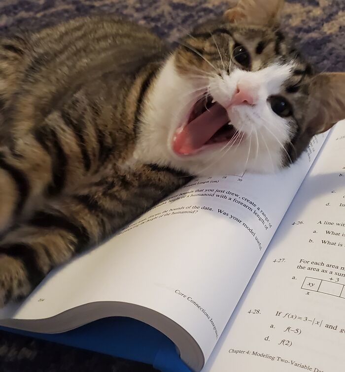 13. "Mój wspaniały kot pomaga mi przy matematyce."