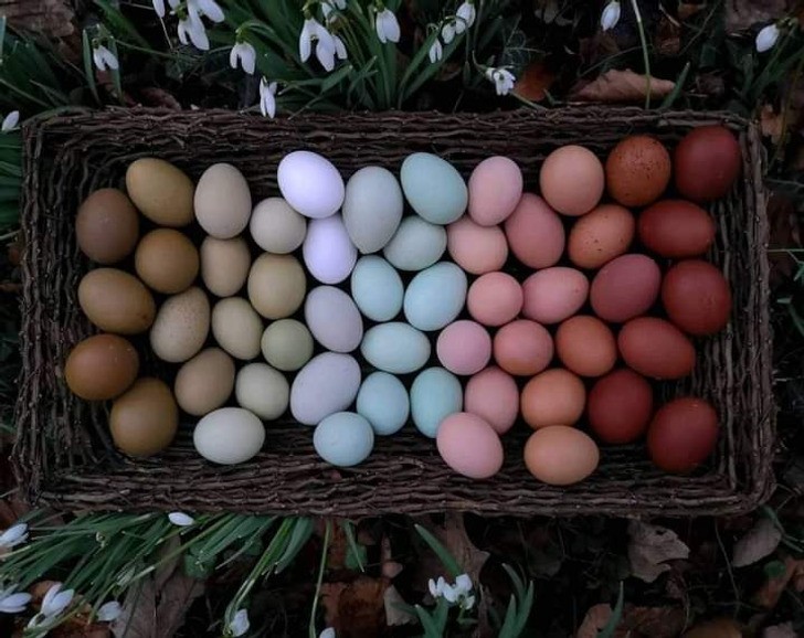 "Różnokolorowe jaja od różnych odmian kur"