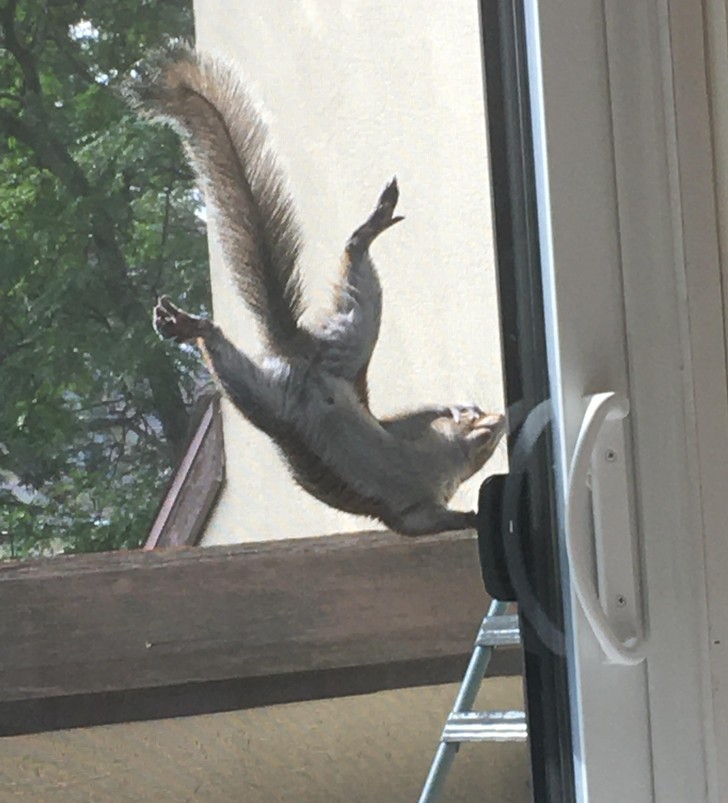 3. "Ta wiewiórka dosłownie próbuje otworzyć drzwi."