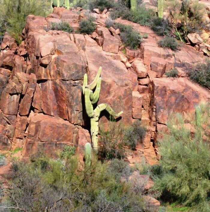 Hmmm... czemu ten kaktus ucieka?