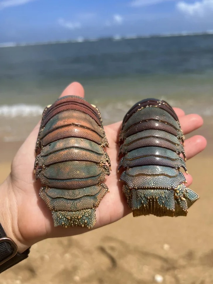 "Mój brat znalazł te ogony homarów na plaży na Kauai."