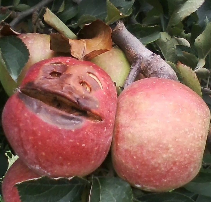 13. "Zbieram sobie jabłka w sadzie, a tu nagle..."