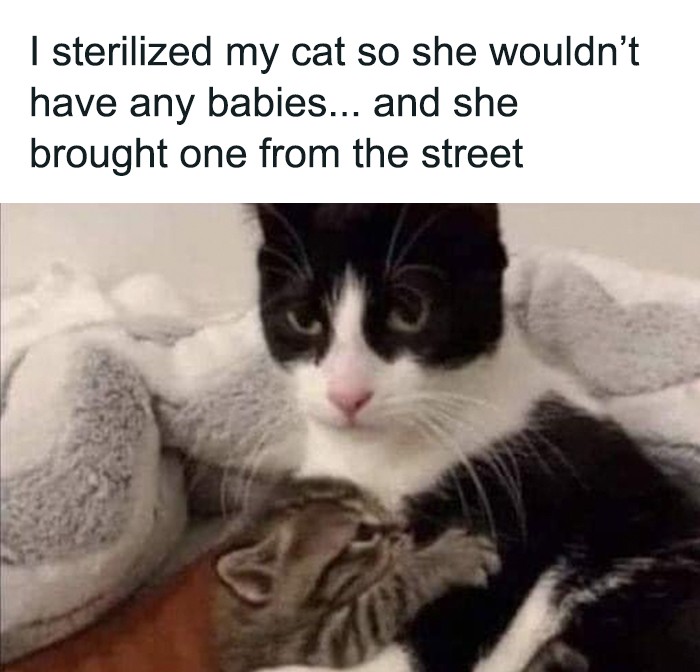 "Wysterylizowałam moją kotkę, by nie miała dzieci... a ona przyniosła sobie dziecko z ulicy."