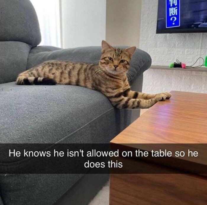 "Wie, że nie wolno mu leżeć na stole, więc robi coś takiego."