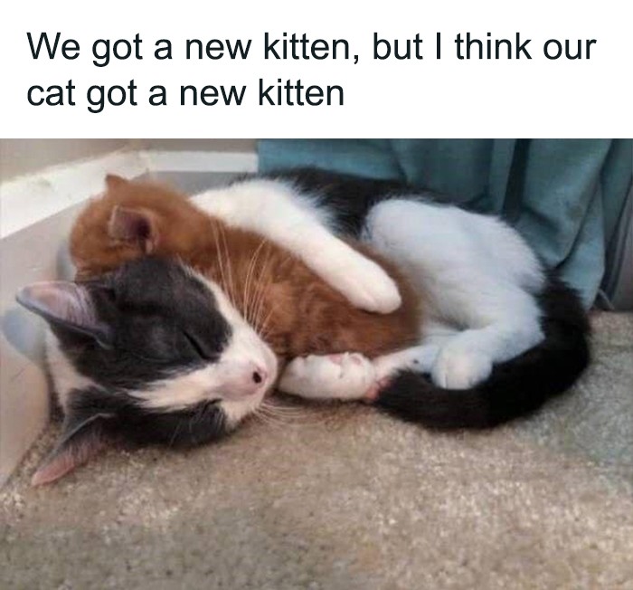 "Mamy nowego kotka... a raczej to nasz kot go ma."