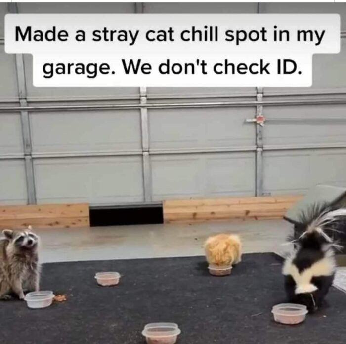 "Zrobiłem w garażu przytułek dla bezpańskich kotów. Nie sprawdzamy dowodów."