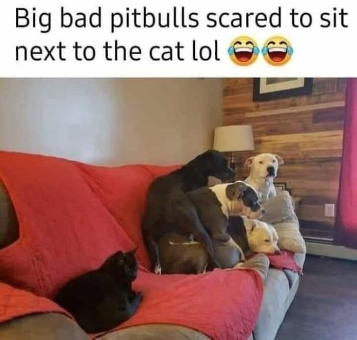 "Duże, groźne pitbulle boją się usiąść obok kota."