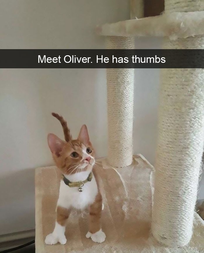 "Poznajcie Olivera. Oliver ma kciuki."