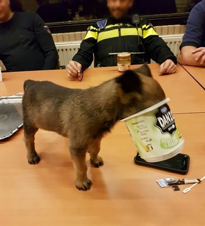 12. Policyjny pies i opakowanie jogurtu
