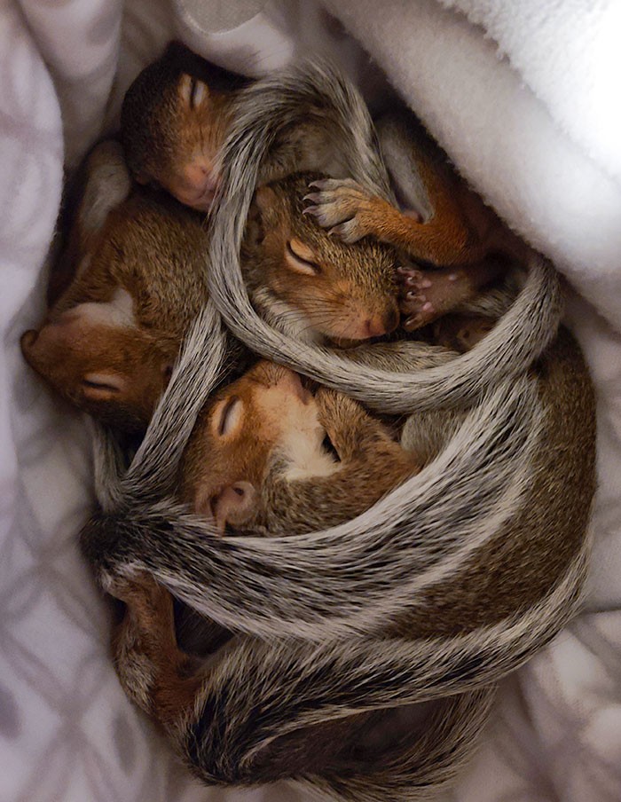 "Śpiące młode wiewiórki"