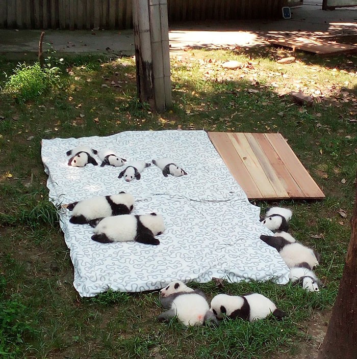 "Urocze pandy"