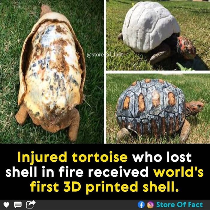 "Ranny żółw, który stracił skorupę w pożarze, otrzymał pierwszy w historii zamiennik stworzony w drukarce 3D."