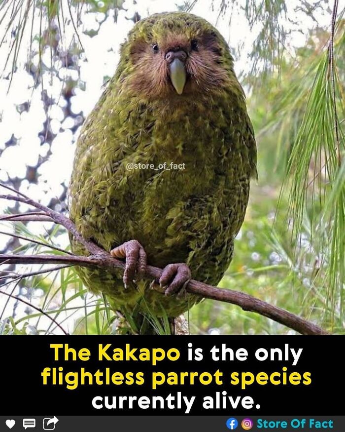 "Kakapo to jedyny obecnie żyjący nielotny gatunek papugi."