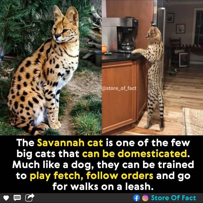 "Koty savannah to jedne z niewielu dużych kotów, które da się udomowić. Podobnie jak psy, można nauczyć je aportowania, słuchania poleceń i chodzenia na smyczy."