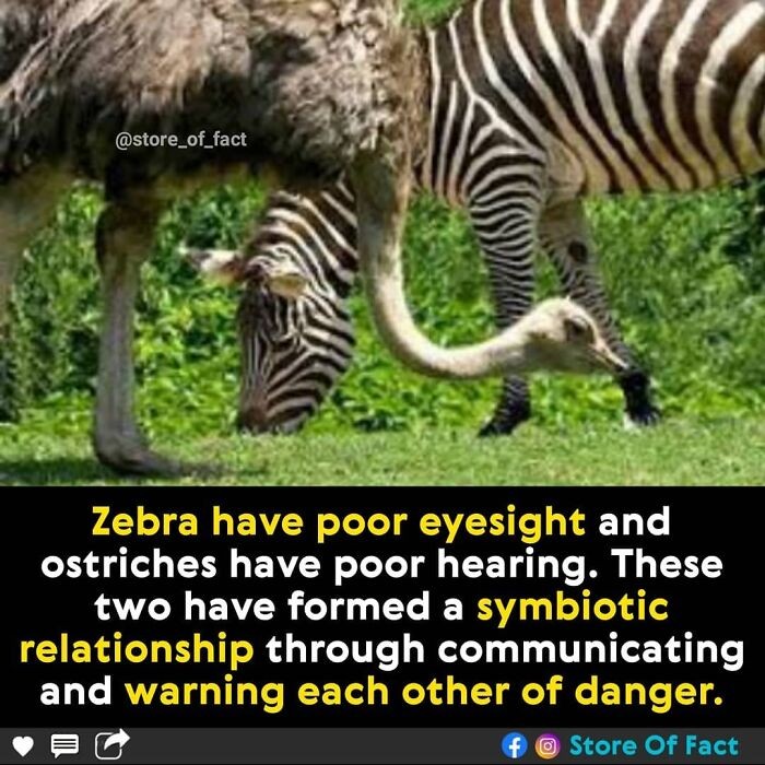 "Zebry mają słaby wzrok, a strusie słaby słuch. Te zwierzęta wytworzyły symbiozę i wzajemnie ostrzegają się przed niebezpieczeństwem."