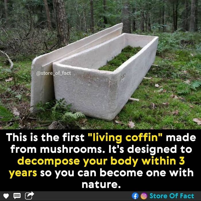 "Oto pierwsza 'żywa trumna' stworzona z grzybów. Została zaprojektowana tak, by rozłożyć ludzkie ciało w ciągu 3 lat, sprawiając, że połączymy się z naturą."