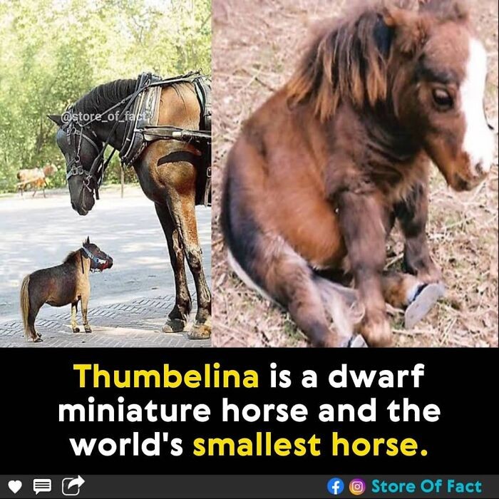 "Thumbelina to miniaturowa klacz cierpiąca na karłowatość. Jest ona najmniejszym koniem na świecie."