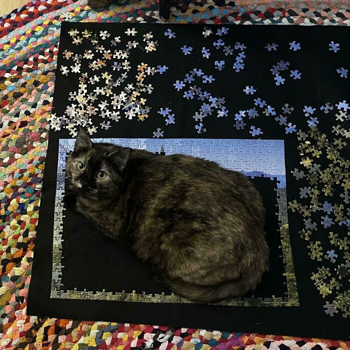 "Układam puzzle i właśnie skończyłam krawędzie. Najwyraźniej stworzyłam pułapkę na kota."