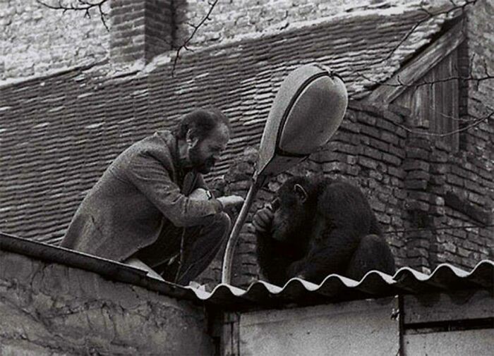 Negocjacje między dyrektorem zoo i szympansem, który uciekł z wybiegu, Belgrad, 1988