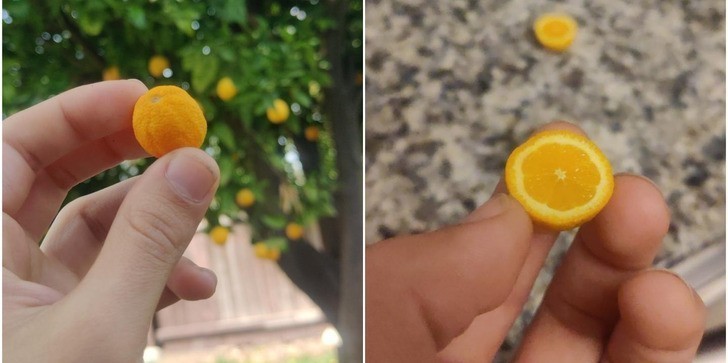 13. "Znalazłem maleńką dojrzałą pomarańczę."