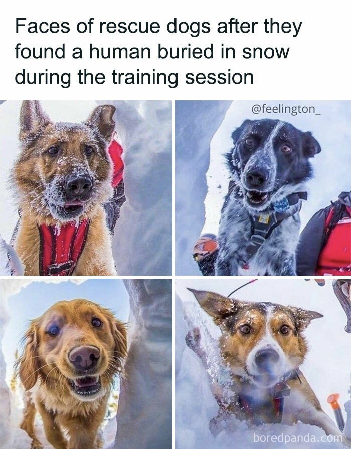 3. "Miny psów ratowników po znalezieniu ludzi przysypanych śniegiem podczas sesji treningowych"