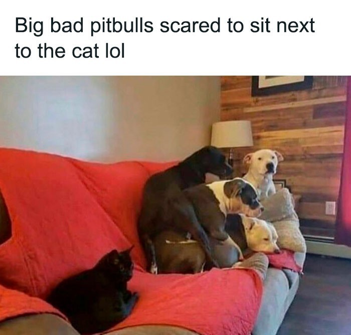 7. "Groźne pitbulle boją się usiąść obok kota."