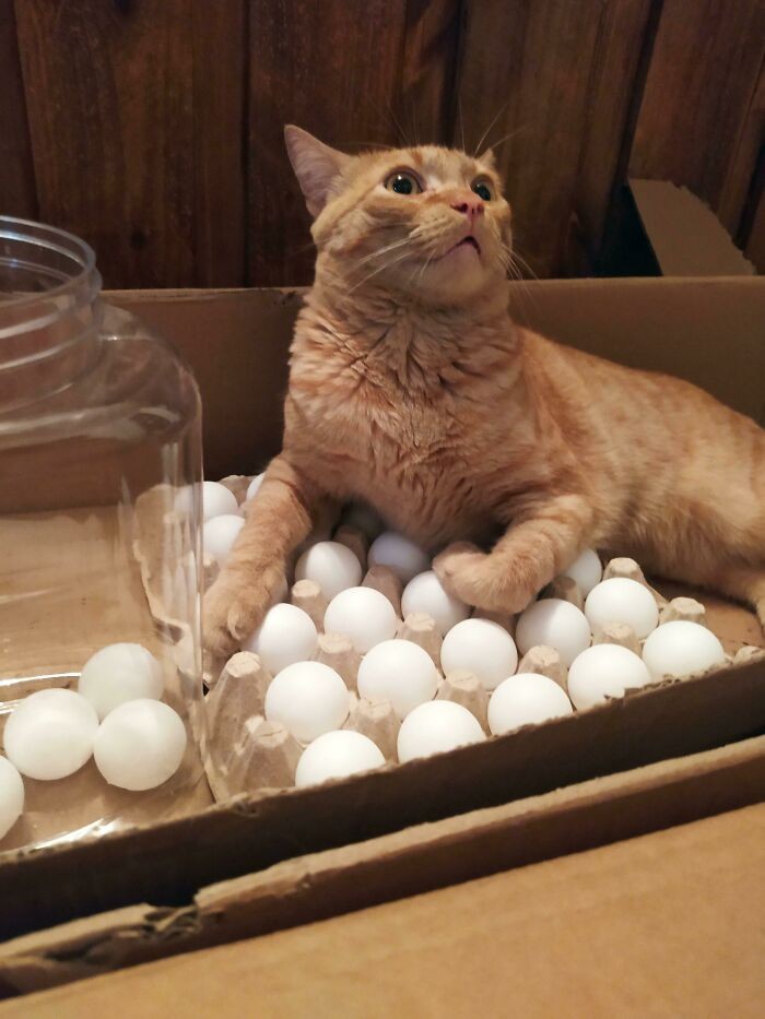 "Zawsze próbuje położyć się na jajkach w kartonie, więc zamieniliśmy je na piłeczki do ping ponga."