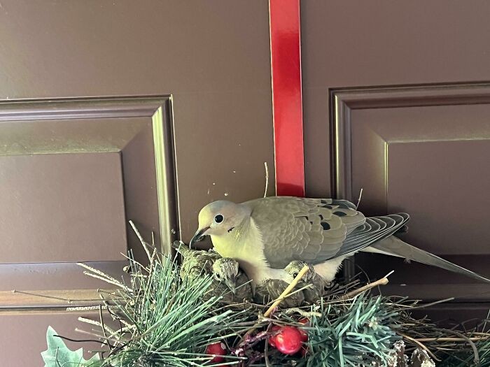 "Ptak założył gniazdo w naszym świątecznym wianku i wykluły się w nim pisklęta."