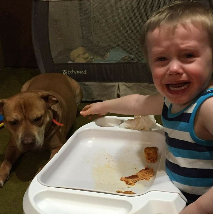 "Płacze, bo rzucił jedzeniem w psa, a pies je zjadł."