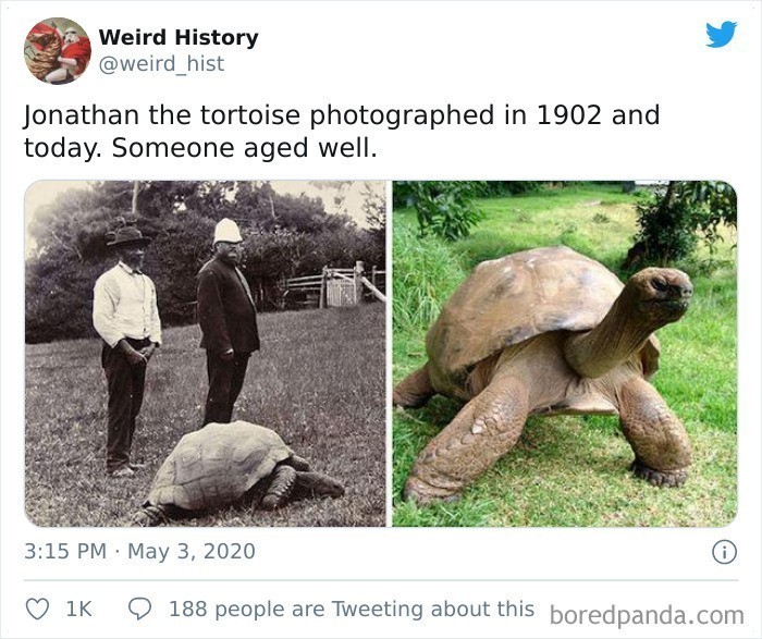 11. "Żółw Jonathan w 1902 roku i obecnie. Postarzał się z godnością."