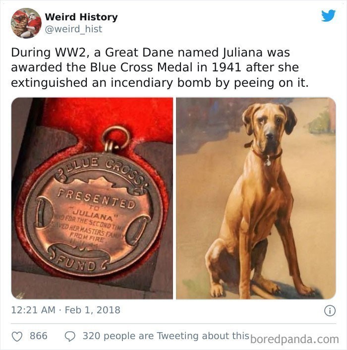 3. "W trakcie II wojny światowej w 1941 roku, dog niemiecki Juliana otrzymała order niebieskiego krzyża za wygaszenie bomby zapalającej poprzez nasiusianie na nią."