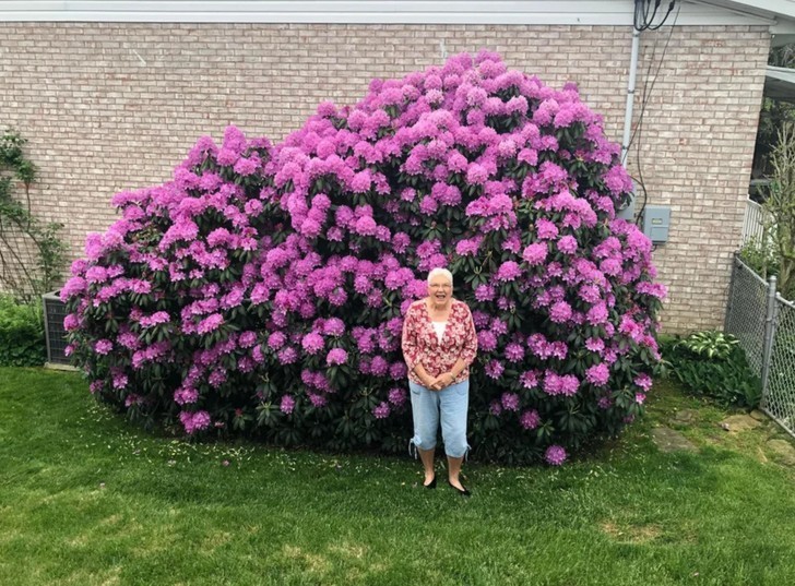 "Moja babcia stojąca pod rododendronem zasadzonym przez jej mamę jakieś 45 lat temu"