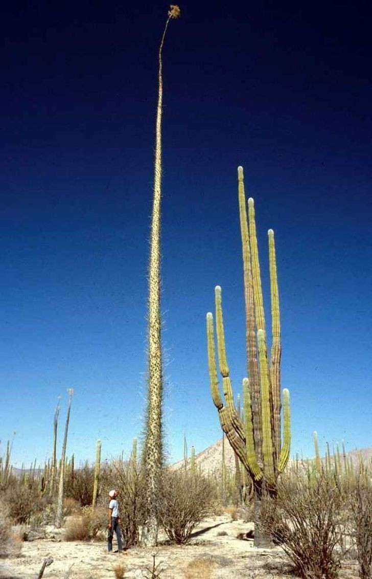 7. Kaktus wysoki na 25 metrów