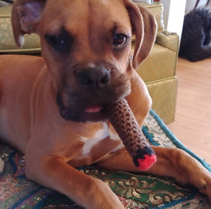 "Moja mama zrobiła na drutach cygaro dla mojego psa."