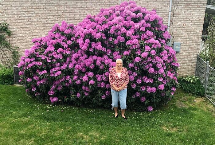 "Moja urocza babcia stojąca pod rododendronem zasadzonym ponad 45 lat temu przez jej mamę"