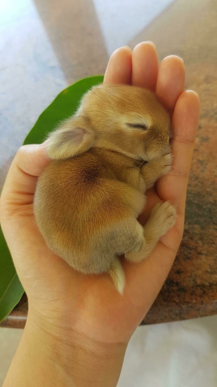 15. Malutki królik w porównaniu do rozmiaru dłoni
