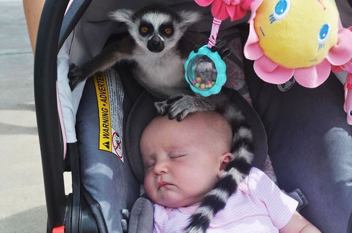 12. "Znajoma była ze swoją córką w zoo, gdy usłyszała: 'proszę pani, na pani dziecku siedzi lemur'."